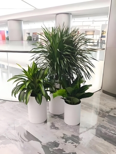 惊！前湾花木租赁，实惠价享品质绿植装点生活！